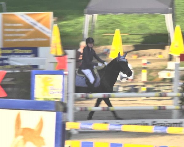 Reitturnier Sins-Attenschwil 2018