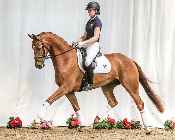 dressage horse Dagobert Duck 8 (Hanoverian, 2011, from Don Henrico)
