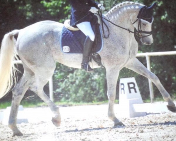 broodmare Corona (Bavarian, 2004, from Pasolongo)