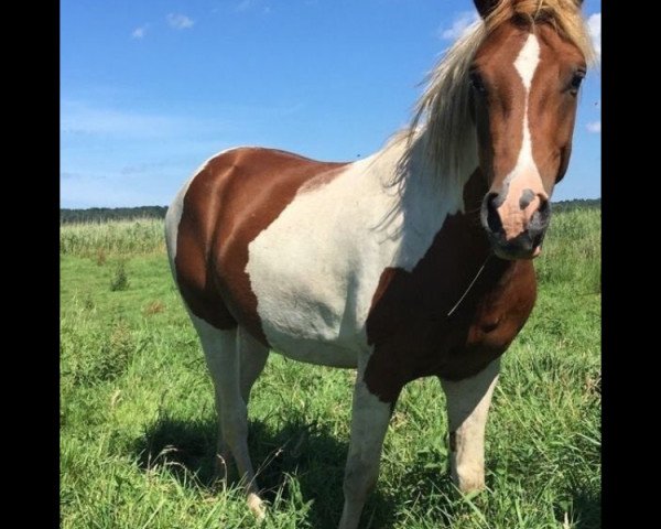 Horse Mondschein (Lewitzer, 2014, from Maddoxx)