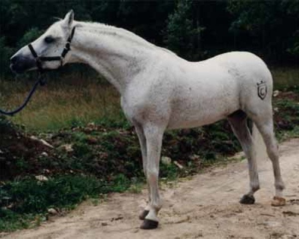 stallion Bassora ox (Arabian purebred, 1967, from Maquillo ox)