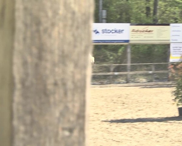 Reitturnier Sins-Attenschwil 2018
