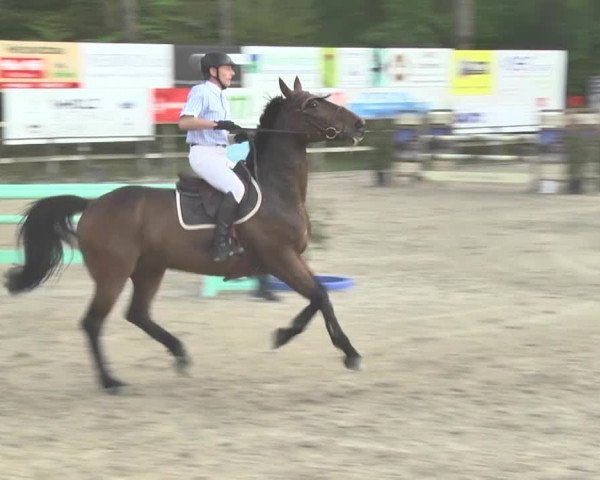 Reitturnier Sins-Attenschwil 2018