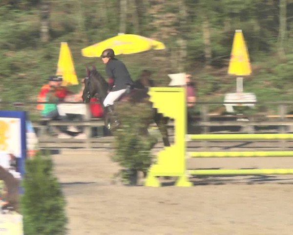 Reitturnier Sins-Attenschwil 2018