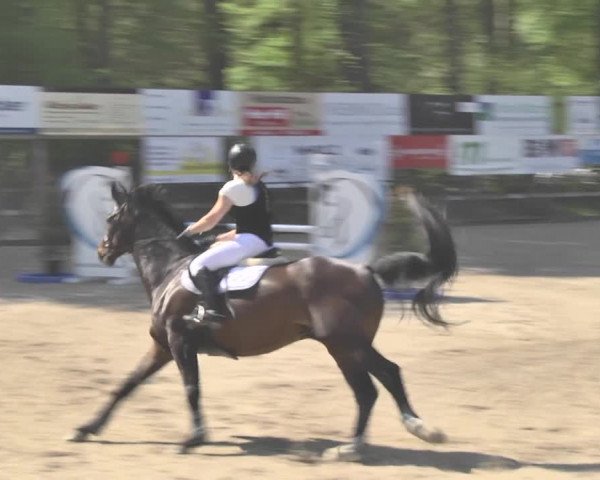 Reitturnier Sins-Attenschwil 2018