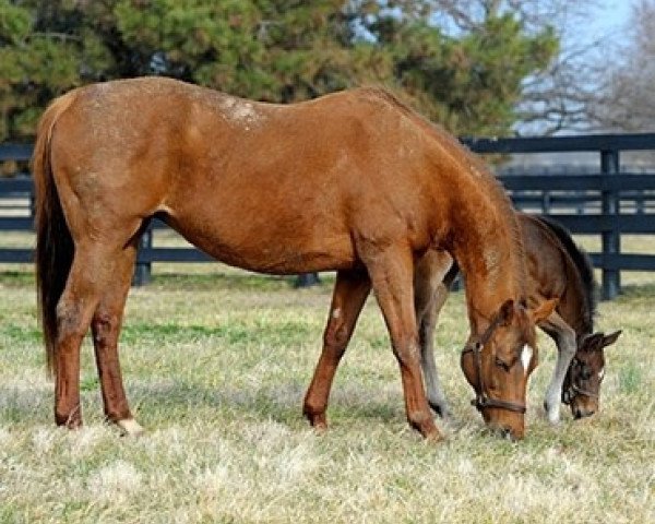 broodmare Easter Bunnette xx (Thoroughbred, 1998, from Carson City xx) broodmare Easter Bunnette xx (Thoroughbred, 1998, from Carson City xx)