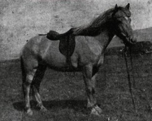 Zuchtstute Drottning frá Gufunesi (Islandpferd, 1930, von Nasi frá Skarði)