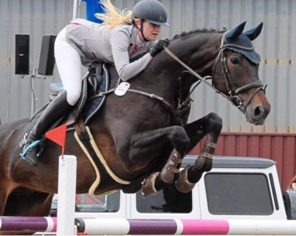 Springpferd Stacord (Hannoveraner, 2005, von Stakkato)