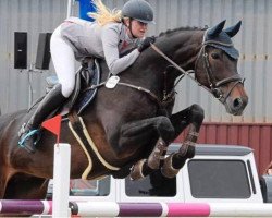 jumper Stacord (Hanoverian, 2005, from Stakkato)