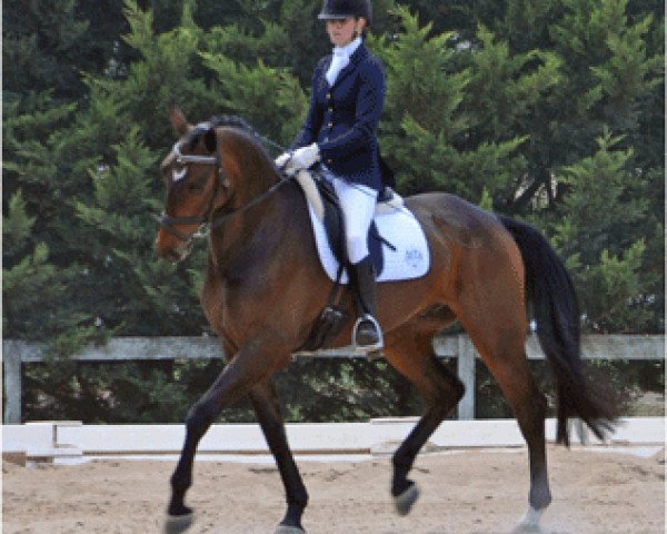 horse Heatherton Park Cinzano (Australian Wamblood, 2007, from Cooperit)