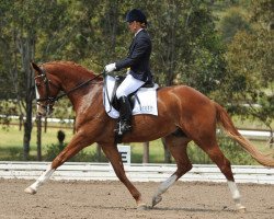 dressage horse Heatherton Park Romeo (Australian Wamblood, 2005, from Routinier)