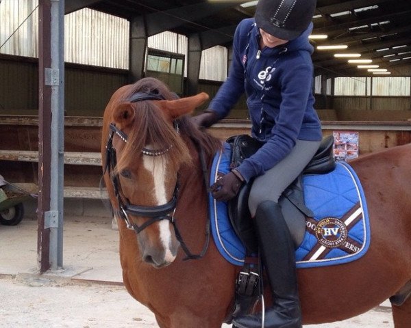 Dressurpferd Magister (Deutsches Reitpony, 1993, von Martell)