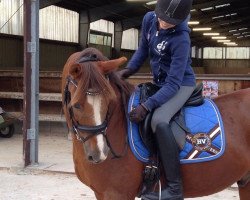 dressage horse Magister (German Riding Pony, 1993, from Martell)