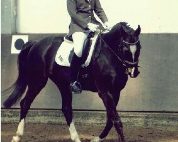 jumper Escado K (Hanoverian, 2003, from El Bundy)