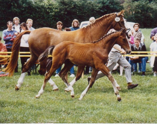 broodmare Adelgund (Hanoverian, 1980, from Askan)