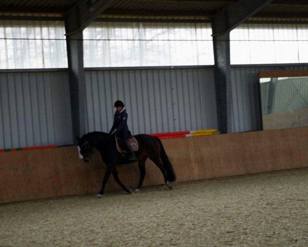 broodmare Winni (Hanoverian, 2002, from Waterford)