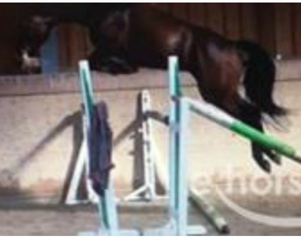 jumper Tia Finita (Bavarian, 2011, from Luwego)