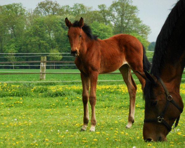 Pferd Rockafina (Westfale, 2013, von Rocky Lee)