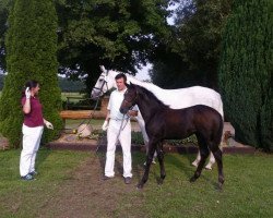 broodmare Angelina (Westphalian, 2017, from All Music)