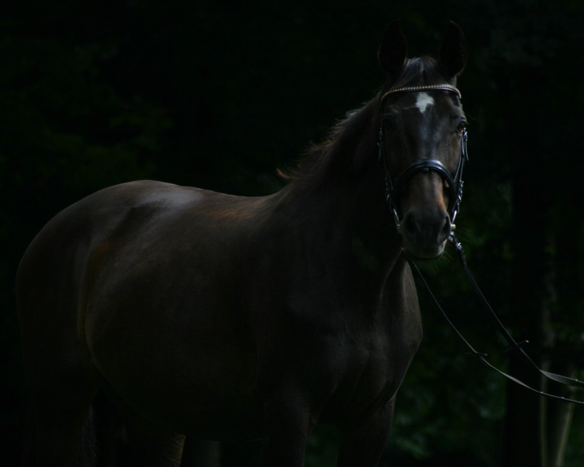 horse Galina 166 (Brandenburg, 1997, from Gaspari II)