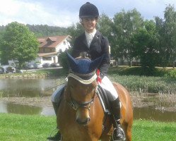 dressage horse Orelie 9 (Arab half breed / Partbred, 2009, from Olymp)