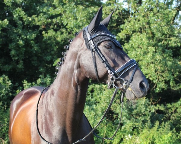 dressage horse Horse Gym's Jamaica (Bavarian, 2002, from De Niro)