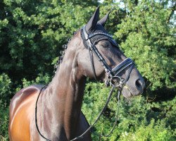dressage horse Horse Gym's Jamaica (Bavarian, 2002, from De Niro)