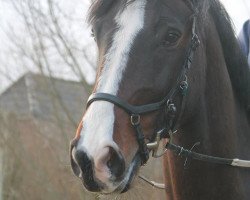 jumper Cascon L (Holsteiner, 2011, from Casall Ask)
