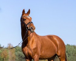 broodmare Kiara (Brandenburg, 2000, from Kolibri 2705)