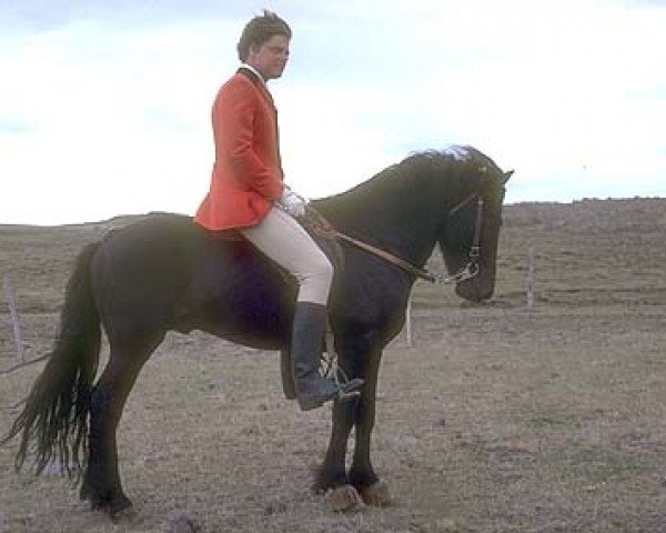 stallion Kongur fra Akureyri (Iceland Horse, 1973, from Náttfari frá Ytra-Dalsgerði) stallion Kongur fra Akureyri (Iceland Horse, 1973, from Náttfari frá Ytra-Dalsgerði)