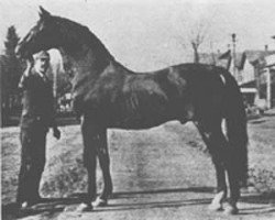stallion Mambrino King 1279 (US) (American Trotter, 1872, from Mambrino Patchen 58 (US))