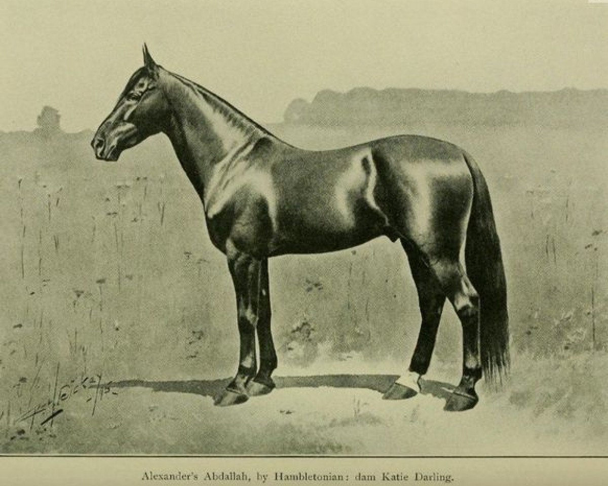 Deckhengst Abdallah 15 (US) (Amerikanischer Traber, 1852, von Hambletonian 10 (US))