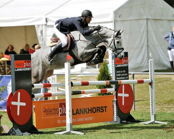 jumper Crispico (Holsteiner, 2010, from Cachas)