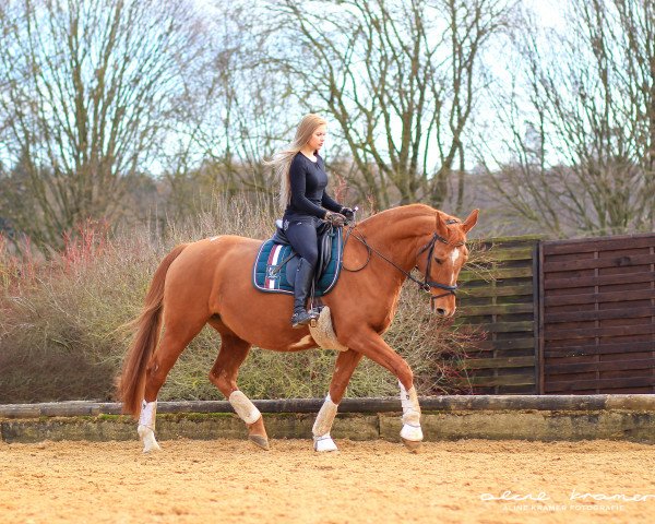 broodmare Majolie Pamina (Bavarian, 2001, from Pour Plaisir 2)