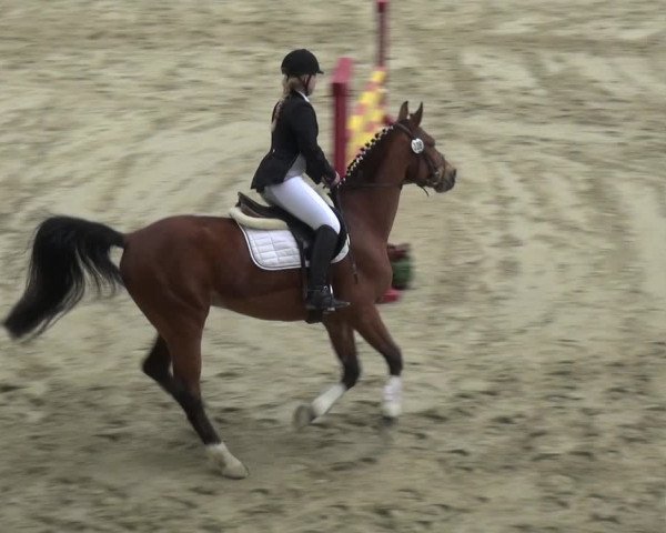 Reitturnier Xanten - Moermter 2018