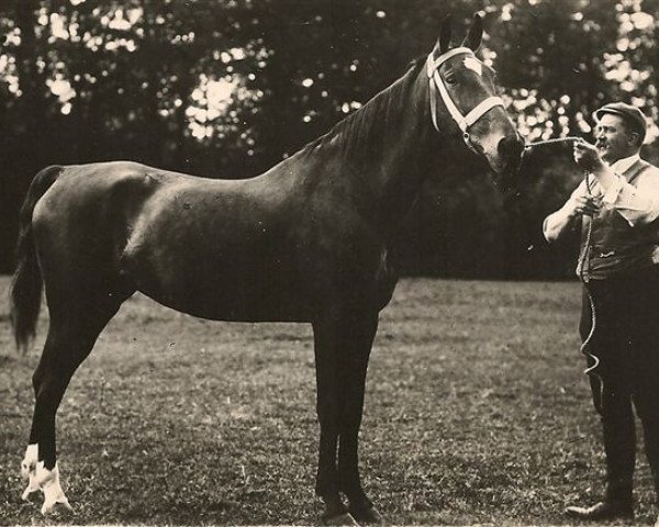 broodmare Princess Airlie (US) (American Trotter, 1895, from Prince Airlie (US))