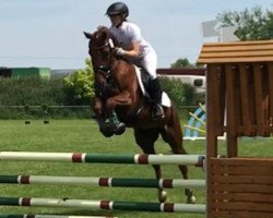 jumper Galahad 25 (German Riding Pony, 2010, from Gandalf)