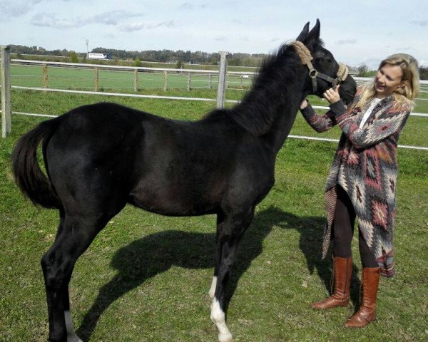 horse Ludwig Löwenherz (German Warmblood,  , from Le Vivaldi)