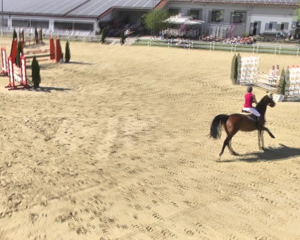 Reitturnier Leutkirch-Diepoldshofen 2018