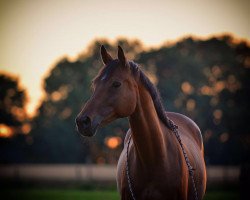 dressage horse La Jolie 70 (Rhinelander, 2004, from Laomedon)