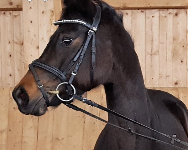 horse Mausi (German Sport Horse, 2014, from Quadroneur)