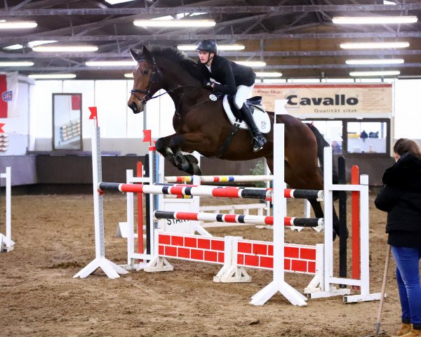 Springpferd Cuesten Ingo J (Holsteiner, 2005, von Contender)