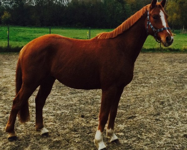 horse Lemony’s Löwenherz (Hanoverian, 2014, from Lemony's Nicket)
