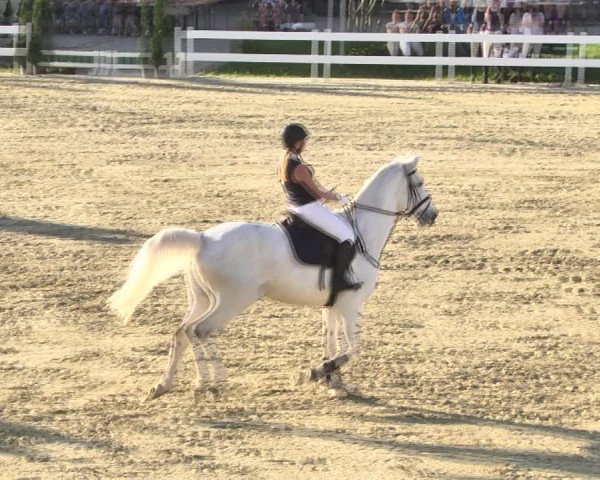 Reitturnier Leutkirch-Diepoldshofen 2018