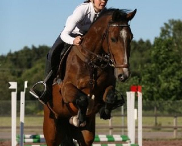 horse Malus Corvett (Finnish Warmblood, 2008, from Larino)