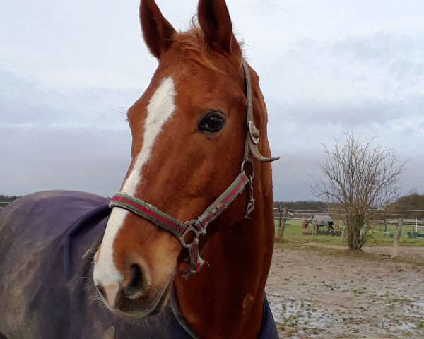 horse Davincino (Hanoverian, 2005, from Dauphin)