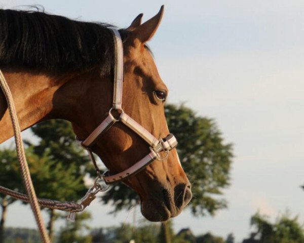 dressage horse Lakischa (German Riding Pony, 2008, from Nightstar) dressage horse Lakischa (German Riding Pony, 2008, from Nightstar)