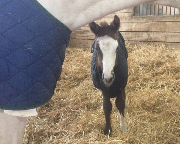 horse Stute von Frosted xx (Thoroughbred, 2018, from Frosted xx)