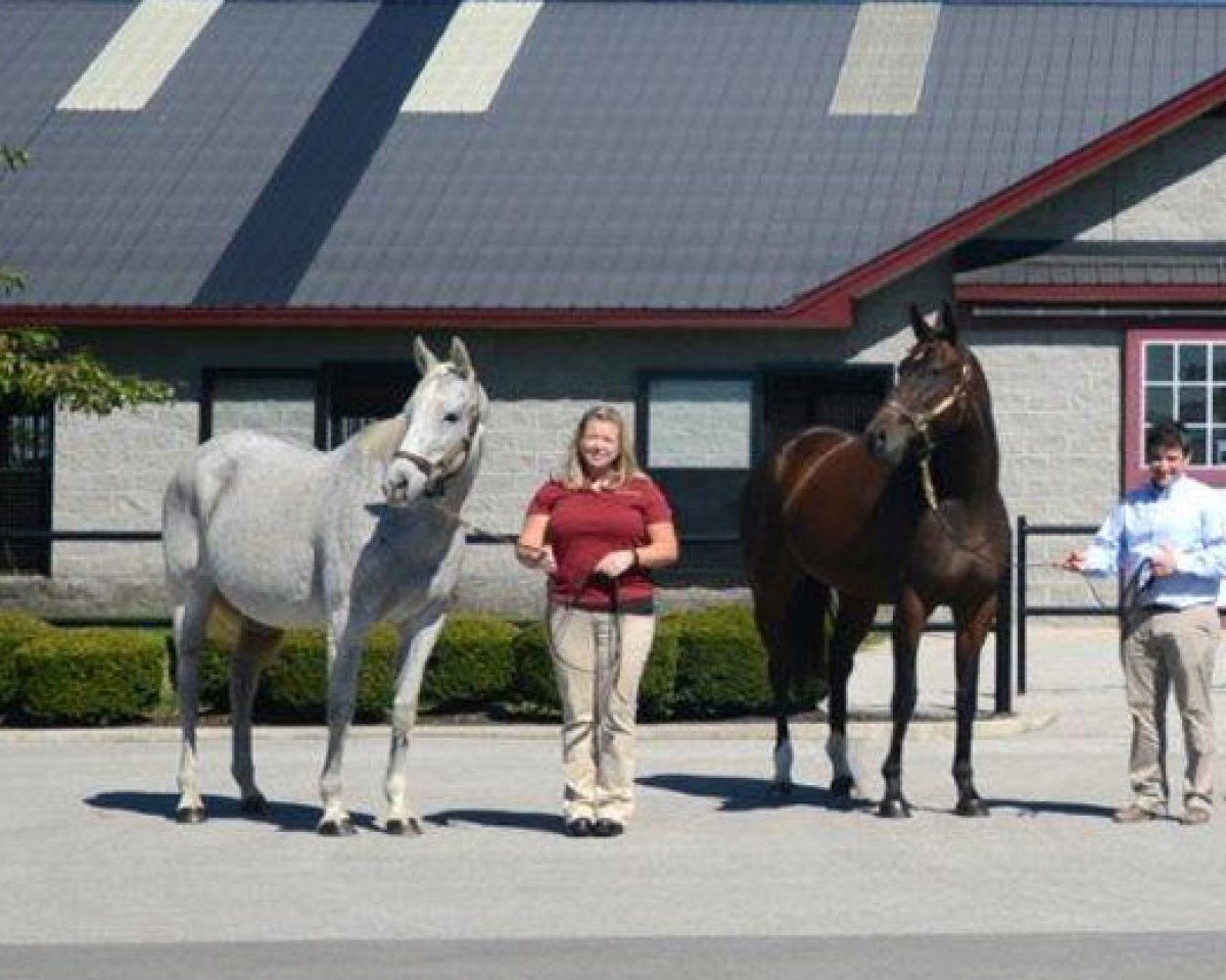 stallion Avenue of Flags xx (Thoroughbred, 1988, from Seattle Slew xx)