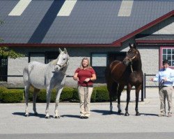 stallion Avenue of Flags xx (Thoroughbred, 1988, from Seattle Slew xx)